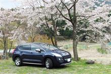 道志の桜も,そろそろ見納め 道志の桜も,そろそろ見納め