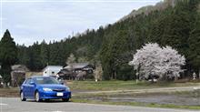 山にもサクラ 山にもサクラ