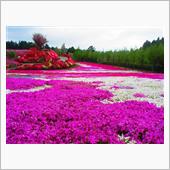 大村 松本ツツジ園 芝桜＆ツ ...
