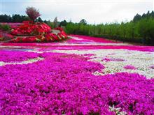大村 松本ツツジ園 芝桜＆ツツジ☆彡