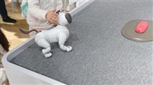 ひさびさに銀座でアイボに ひさびさに銀座でアイボに