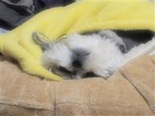 仁君おねむですね~(*^-^*) 仁君おねむですね~(*^-^*)