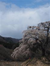 群馬の一本桜