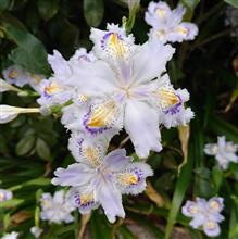 今日は 花見に行ってきました 今日は 花見に行ってきました