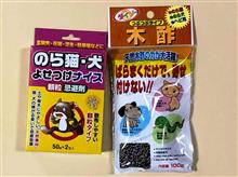 1年ぶりの遭遇 ― 金目銀目の野良猫チャルファン ― 1年ぶりの遭遇 ― 金目銀目の野良猫チャルファン ―