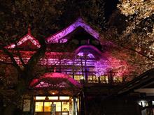 高遠桜と飯田線秘境駅巡りの旅（前編）