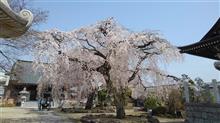 栃木の桜めぐり