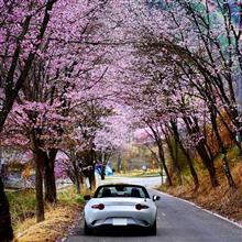 桜並木のトンネルを走りたい2週目 桜並木のトンネルを走りたい2週目