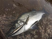 生月島 釣り♪ 生月島 釣り♪