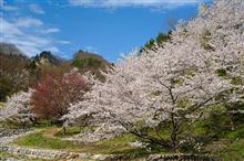 長野の桜からの大阪オフ