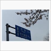 春爛漫♬　北信濃桜便り🌸
