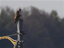カモ撃ち、再び・・・ カモ撃ち、再び・・・