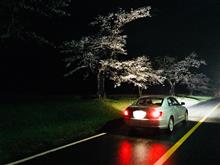 桜前線追っかけ 桜前線追っかけ