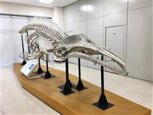 クジラ愛に満ち満ちている クジラ愛に満ち満ちている
