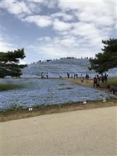 ひたち海浜公園へ行ってきました。 ひたち海浜公園へ行ってきました。