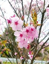 桜も⇝︎そろそろ