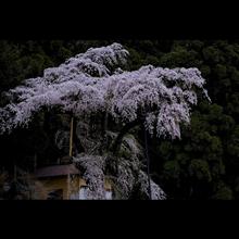 桜に想いを馳せて。 桜に想いを馳せて。