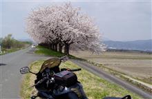 山形お花見Ⅱ…ん?こんな所で~! 山形お花見Ⅱ…ん?こんな所で~!