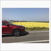 愛媛 西条の菜の花畑と芝桜