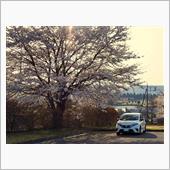 雪の次は桜