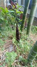 旬ですね。筍です。