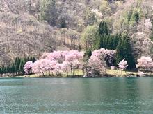 今シーズン最後の花見