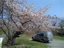 7年目の青森と桜と‥
