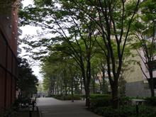 曇りでした。図書館南通りです。