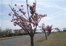 結構近くのヤエザクラ 結構近くのヤエザクラ