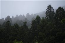 雨なので近くのお山をZで散歩