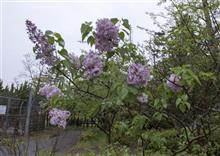 近くの公園のライラック 近くの公園のライラック