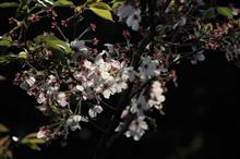 葉桜散歩