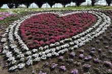 2018/4/22 みさと芝桜公園 きつの嫁入り