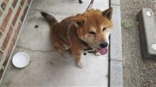  柴犬レオの予防接種は獣医にベタベタのドッグはフィールグッドだワンU^ェ^U