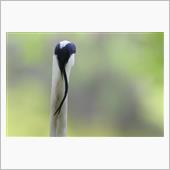 コサメビタキ初認