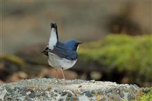 ＧＷ後半は、聖地Ｙ峠で野鳥撮影