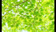 突然のお別れ 突然のお別れ