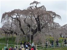 南東北の桜めぐり 