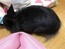 うさぎ うさぎ