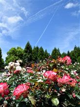 薔薇とキリ番