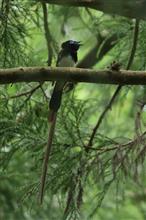 今季3回目のサンコウチョウ