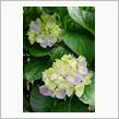 一周忌法要  ～  田植えの季節