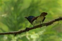 今日もサンコウチョウ(^-^;