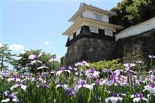 大村 大村公園(大村城址) 花菖蒲☆彡