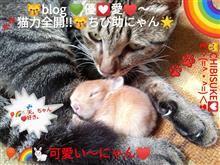 ①-⑴♡最❤優♡~😽ちび助。にゃん~ニャン。♥>(^・ ・^)<♥♩♬*゜ ①-⑴♡最❤優♡~😽ちび助。にゃん~ニャン。♥>(^・ ・^)<♥♩♬*゜