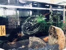 屋内めだか水槽　リセット　青メダカ用