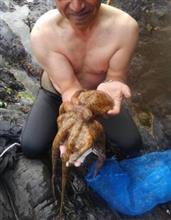 タコ採り、疑似餌よりも動物的感覚！