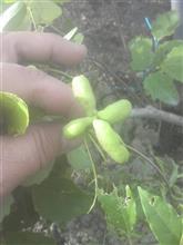 畑に植えた三つ葉アケビ 畑に植えた三つ葉アケビ