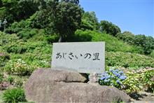 紫陽花を愛でる 紫陽花を愛でる