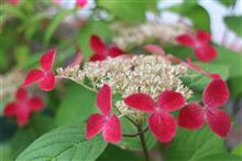 2018 ながさき紫陽花まつり☆彡